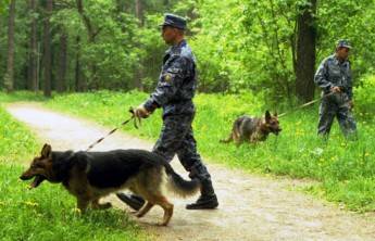 В Хакасии полицейские вынесли из леса парализованного грибника