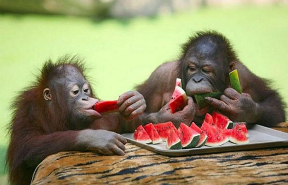 Жители Хакасии могут поделиться урожаем с питомцами зоопарка