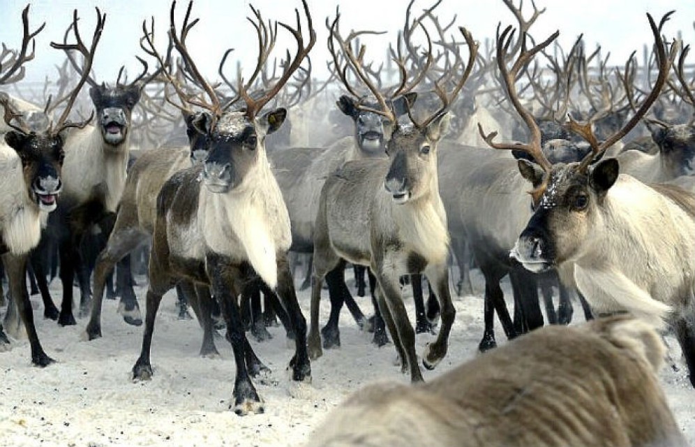В Красноярском крае браконьеры уничтожили 20 тыс. северных оленей