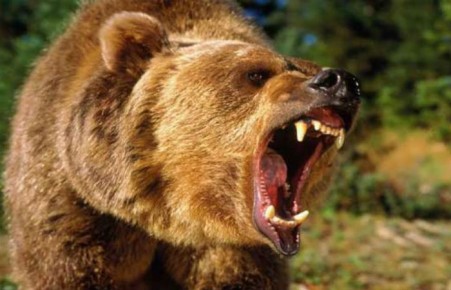 В Красноярском крае медведь растерзал мужчину 