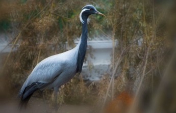 В Абаканском зоопарке пройдет журавлиный праздник ​