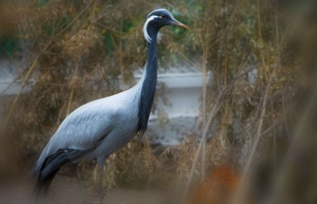 В Абаканском зоопарке пройдет журавлиный праздник ​