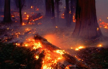 Почти половина площади дейсвующих в настоящий момент лесных пожаров в РФ приходится на Забайкалье и Хакасию