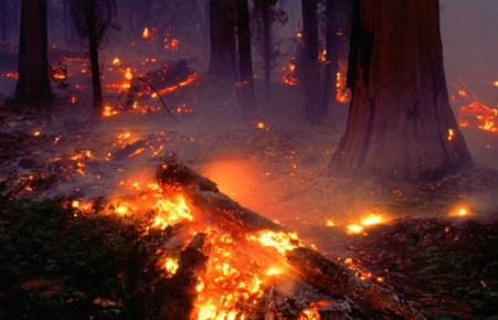 Почти половина площади дейсвующих в настоящий момент лесных пожаров в РФ приходится на Забайкалье и Хакасию