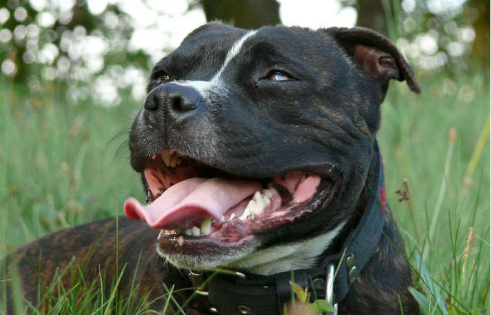 В Хакасии будут судить владельца стаффордширов, насмерть загрызших ребенка