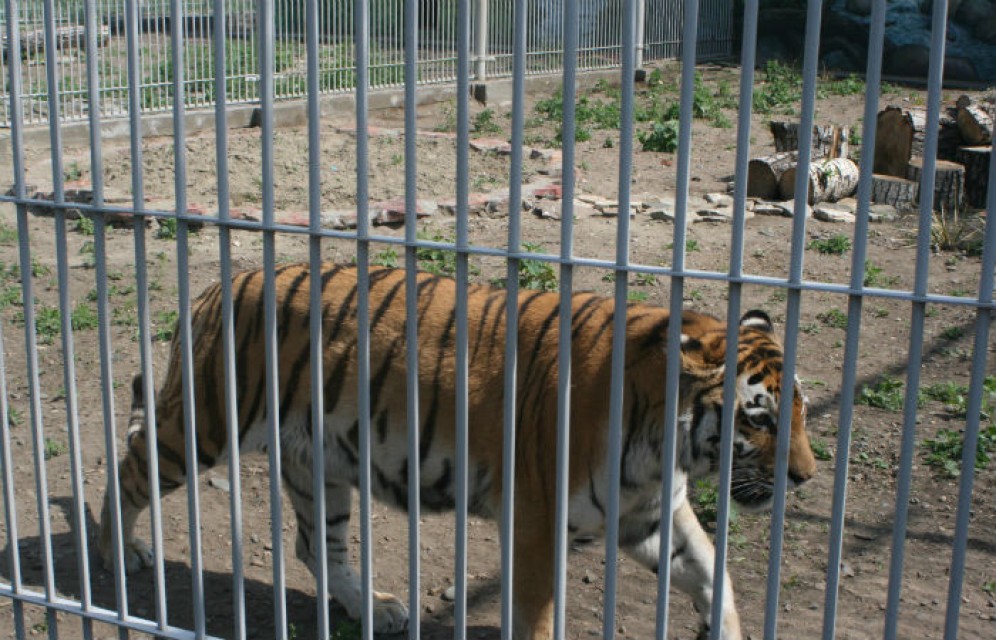 Абаканский зоопарк приглашает на День тигра