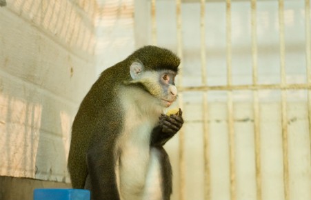 У белоносой мартышки Сони в абаканском зоопарке появилась пара