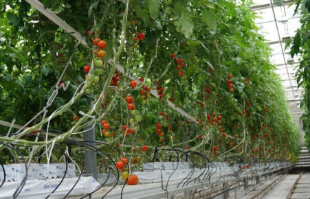 В Хакасии зимой будут выращивать помидоры в теплицах
