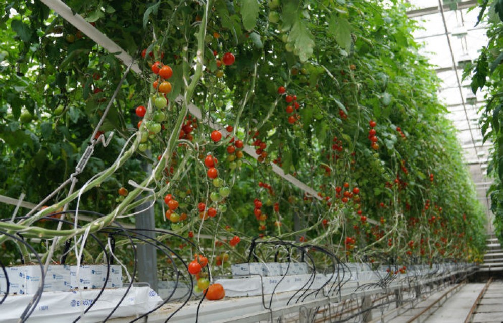 В Хакасии зимой будут выращивать помидоры в теплицах