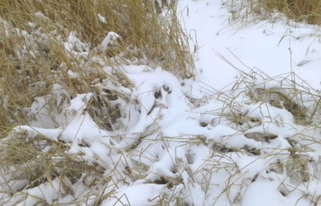 Режим ЧС ввели на всей территории Хакасии