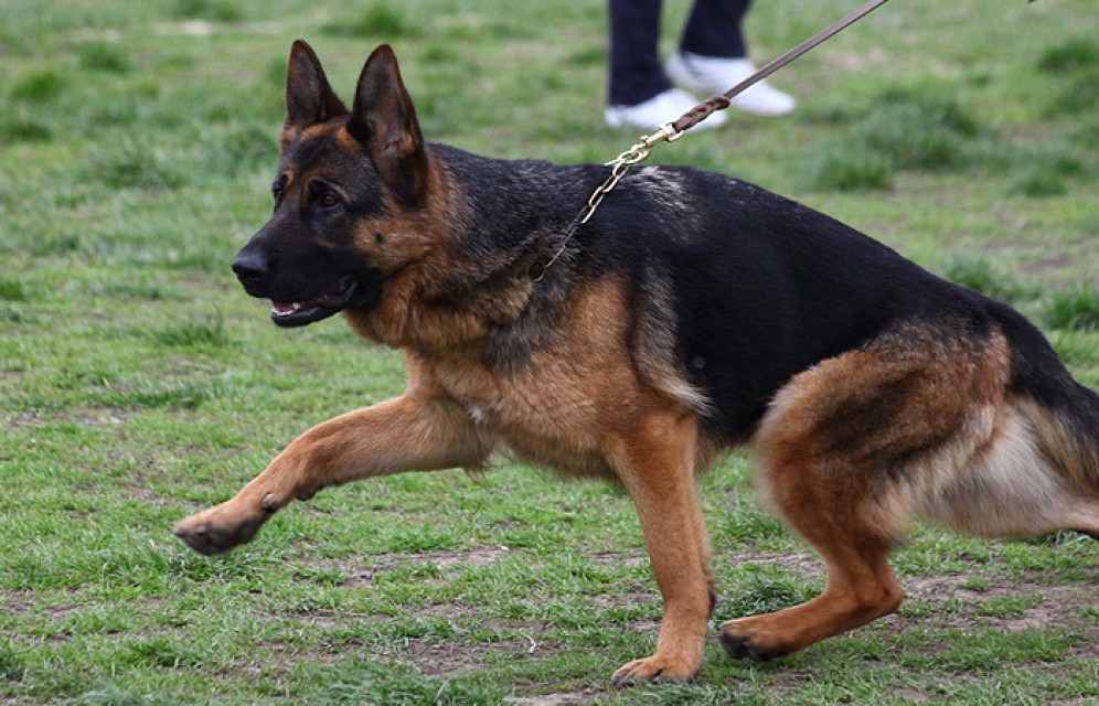 В Канаде полицейская собака нечаянно выстрелила в преступника