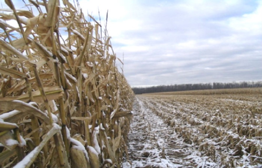 В Хакасии подсчитывают ущерб от снега, выпавшего на поля