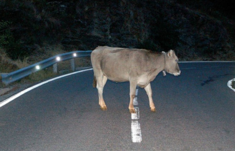 В Хакасии водитель врезался в корову