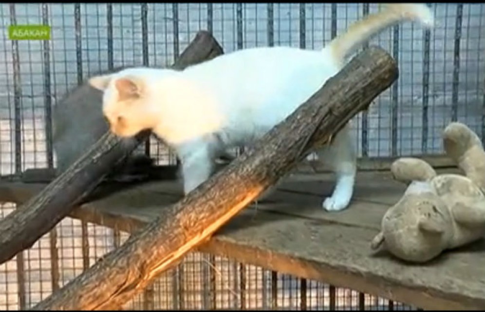 В Абаканском зоопарке кот удочерил енотиху