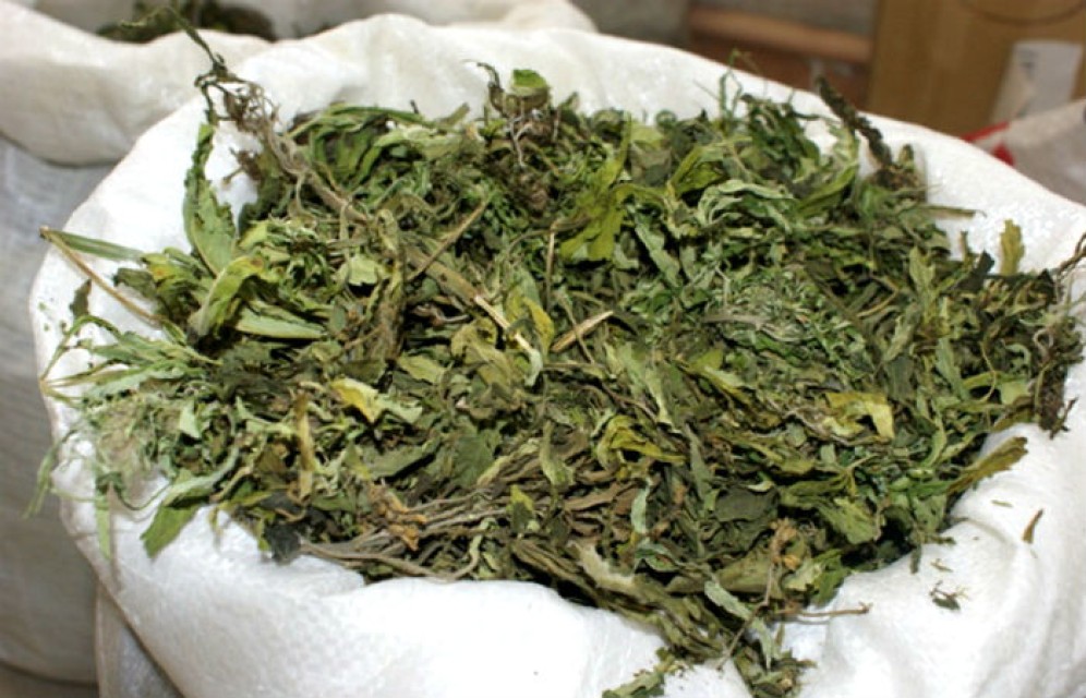 Житель Красноярского края запас 100 кг конопли