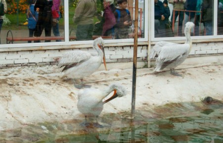 Абаканский зоопарк переходит на зимний режим работы