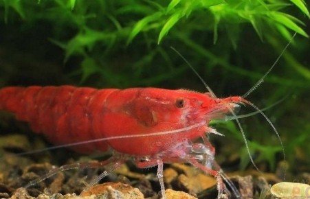 Томские ученые разработали лекарство для креветок