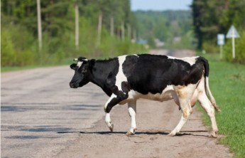 На трассе М-54 в Хакасии водитель врезался в корову