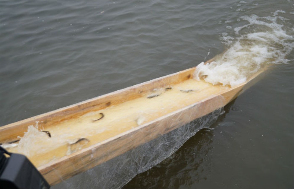 Озеро Журавлиное в Бейском районе зарыбили пелчиром