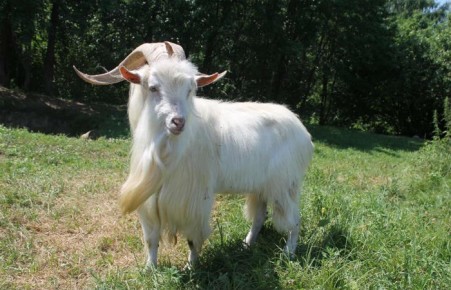 Ответил за козла: житель Черногорска пойдет под суд за кражу редкого животного