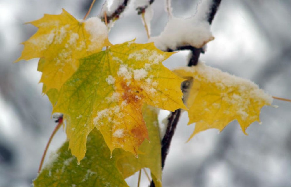 Неделя в Хакасии будет холодной и снежной