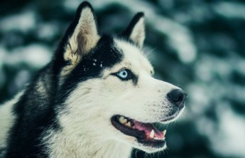 Жители Хакасии могут приютить бездомных хаски 