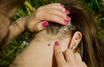 Более ста жителей Хакасии пострадали от укусов клещей