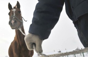 В Назарово осудят конокрадов из Хакасии