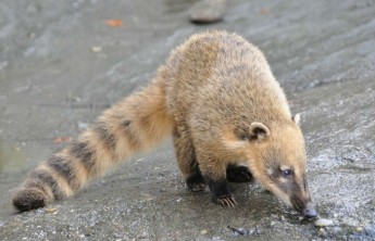 Самец носухи приехал в Абаканский зоопарк ради создания семьи
