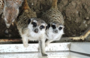 Жители Хакасии в эти выходные смогут бесплатно посетить зоопарк
