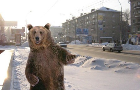 Канадский хоккеист не увидел медведей в Новосибирске и загрустил