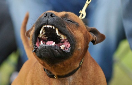 В Хакасии судят хозяина собак, убивших ребёнка ​