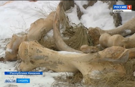 В Хакасии на берегу водохранилища рыбаки обнаружили кости и бивни мамонтов