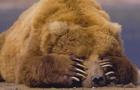 Медведи и еноты зоопарка Абакана впадают в спячку