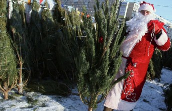 В Хакасии начали продавать елки, а в Минусинске их отдают даром