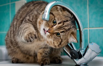 Отключение воды и канализации за долги хотят запретить