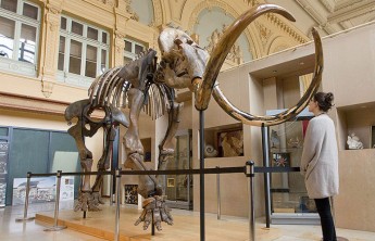 Скелет мамонта из Сибири продали во Франции почти за €550 тыс