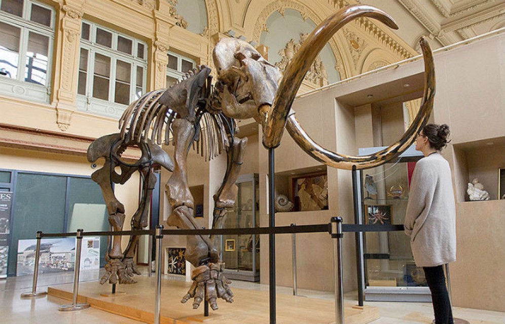 Скелет мамонта из Сибири продали во Франции почти за €550 тыс