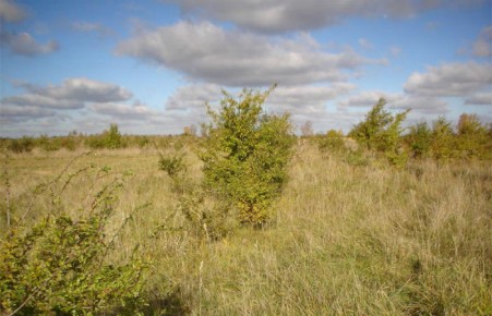 В Хакасии Белоярский разрез оштрафован на 400 тыс. рублей за то, что забросил земельный участок 