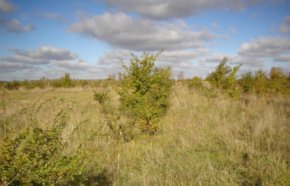 В Хакасии Белоярский разрез оштрафован на 400 тыс. рублей за то, что забросил земельный участок 