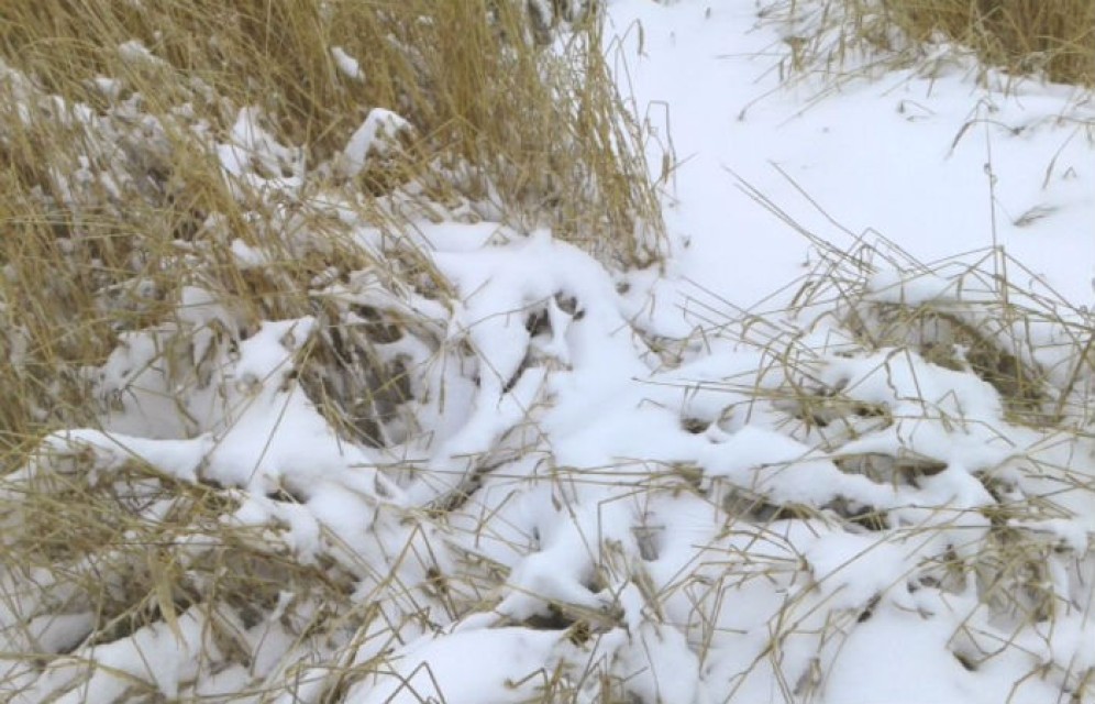 Хакасским аграриям выплатят 106 млн рублей за пропавший под снегом урожай