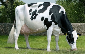 В Хакасии начнут разводить породу самых высокоудойных в мире коров