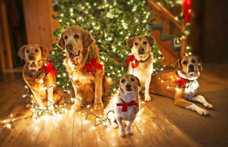 Желтая. Земляная: каким будет символ 2018 года и что от него ждать?