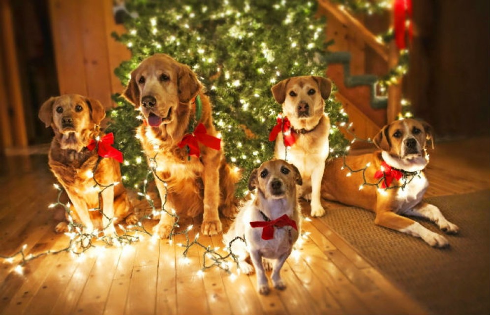 Желтая. Земляная: каким будет символ 2018 года и что от него ждать?