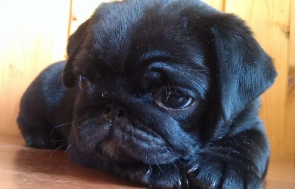 В Абакане задержали мошенницу, "продававшую" породистых кошек и собак