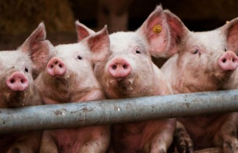 СМИ: ЕС решил взыскать с России €1,39 млрд за запрет на ввоз свинины