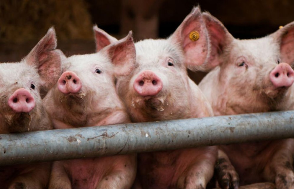 СМИ: ЕС решил взыскать с России €1,39 млрд за запрет на ввоз свинины