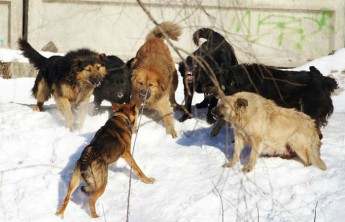 В Абакане обсуждают нападение бездомных собак на девушку