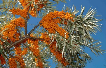 В Хакасии продолжается работа по созданию самого большого в России сада