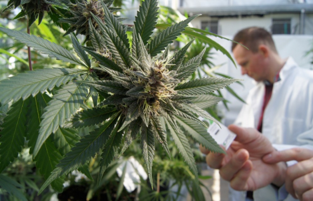 Аргентина легализовала использование марихуаны в медицинских целях